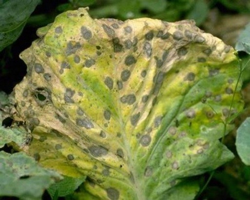 Diseases of cabbage in the open field and their control