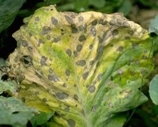 Diseases of cabbage in the open field and their control