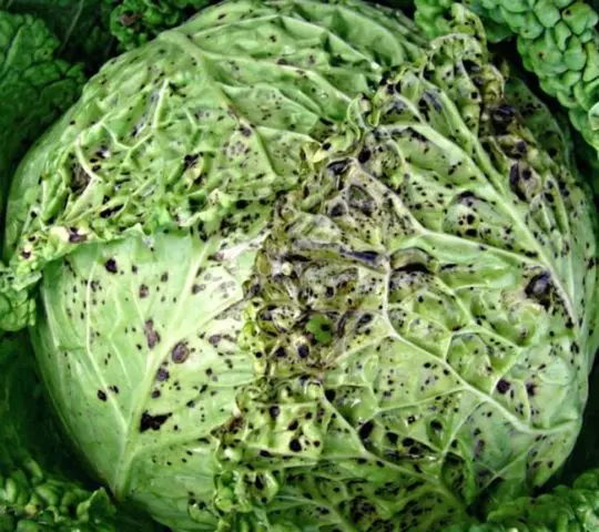 Diseases of cabbage in the open field and their control