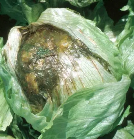 Diseases of cabbage in the open field and their control