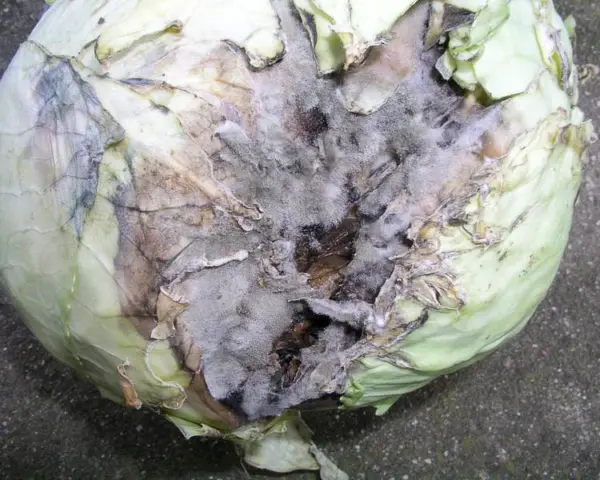 Diseases of cabbage in the open field and their control