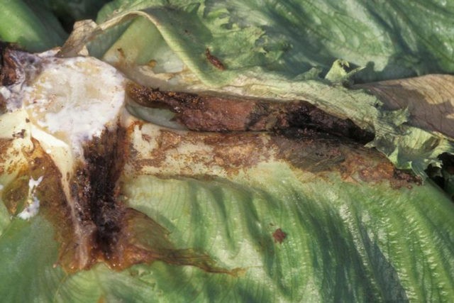 Diseases of cabbage in the open field and their control