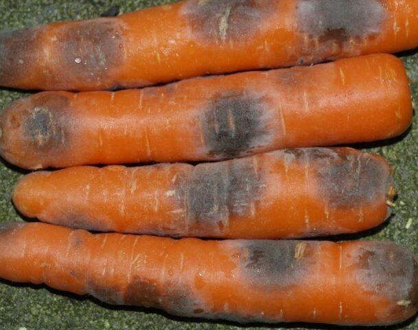 Diseases of carrots during cultivation and storage: the fight against them, photo