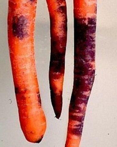 Diseases of carrots during cultivation and storage: the fight against them, photo