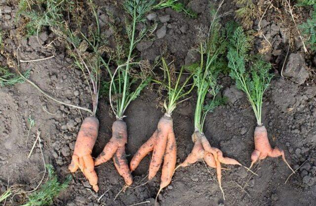 Diseases of carrots during cultivation and storage: the fight against them, photo