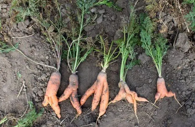 Diseases of carrots during cultivation and storage: the fight against them, photo