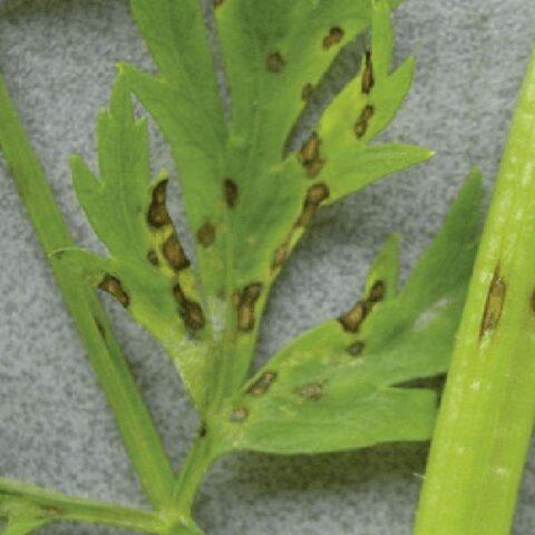 Diseases of carrots during cultivation and storage: the fight against them, photo