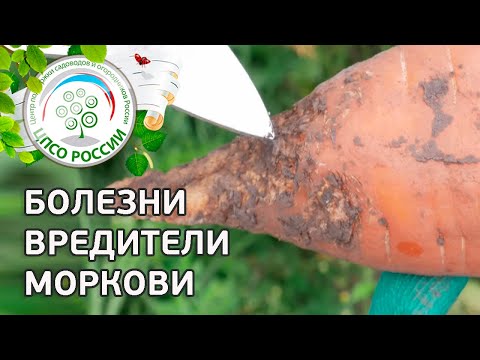 Diseases of carrots during cultivation and storage: the fight against them, photo