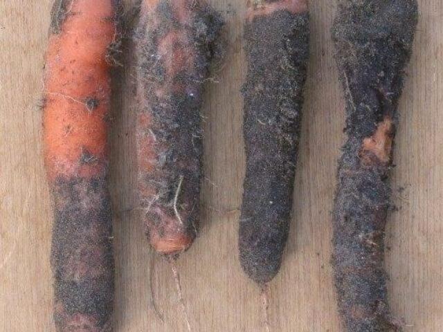 Diseases of carrots during cultivation and storage: the fight against them, photo