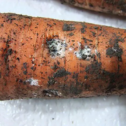 Diseases of carrots during cultivation and storage: the fight against them, photo