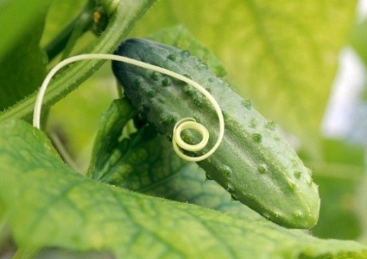 Diseases of cucumbers: how to recognize and how to treat a vegetable in the future