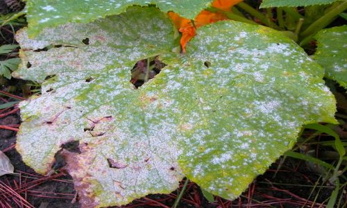 Diseases of cucumbers: how to recognize and how to treat a vegetable in the future