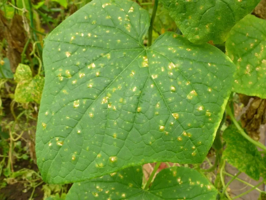 Diseases of cucumbers: how to recognize and how to treat a vegetable in the future