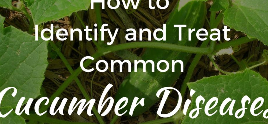 Diseases of cucumbers: how to recognize and how to treat a vegetable in the future