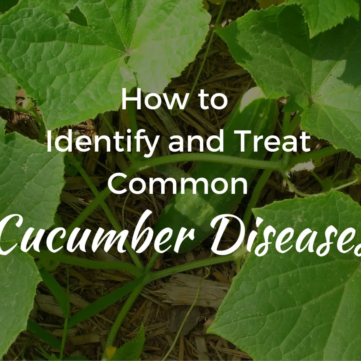 Diseases of cucumbers: how to recognize and how to treat a vegetable in the future