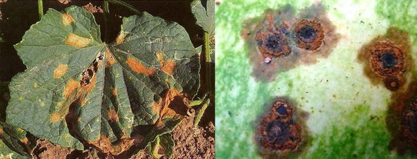 Diseases of cucumbers in the greenhouse and the main pests: treatment and prevention