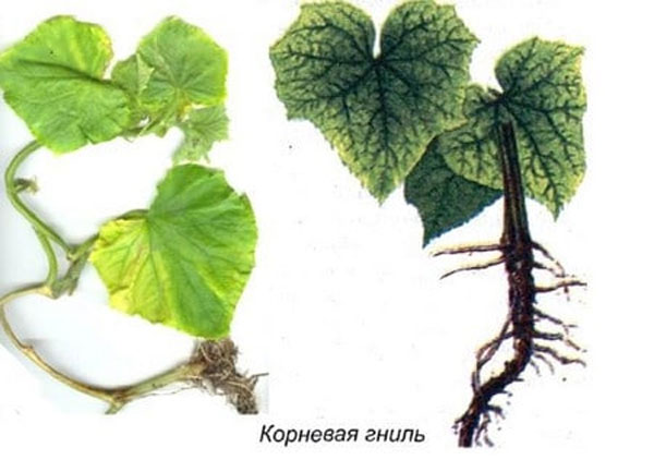 Diseases of cucumbers in the greenhouse and the main pests: treatment and prevention