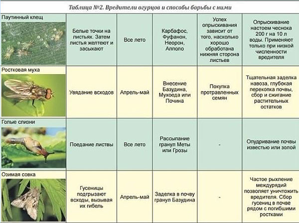 Diseases of cucumbers in the greenhouse and the main pests: treatment and prevention