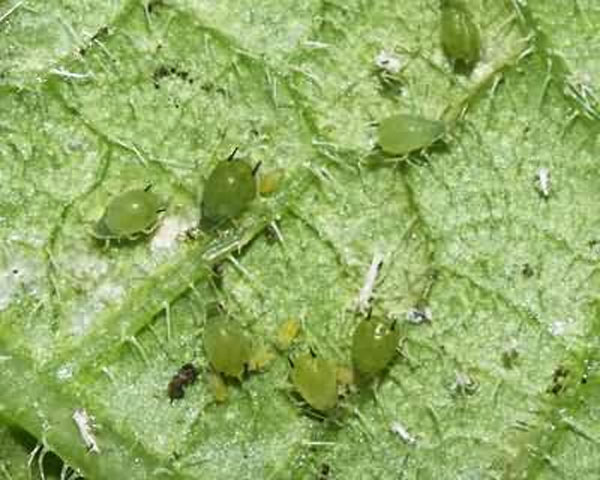 Diseases of cucumbers in the greenhouse and the main pests: treatment and prevention