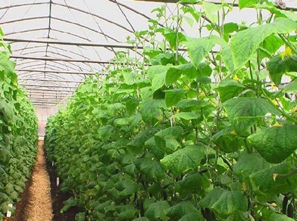 Diseases of cucumbers in the greenhouse and the main pests: treatment and prevention