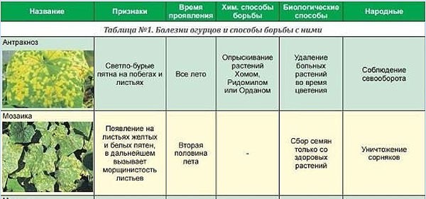 Diseases of cucumbers in the greenhouse and the main pests: treatment and prevention