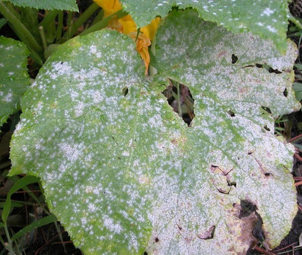 Diseases of cucumbers in the greenhouse and the main pests: treatment and prevention