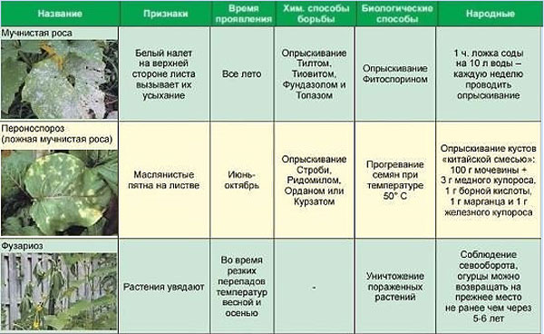 Diseases of cucumbers in the greenhouse and the main pests: treatment and prevention