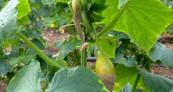 Diseases of cucumbers in the greenhouse and the main pests: treatment and prevention