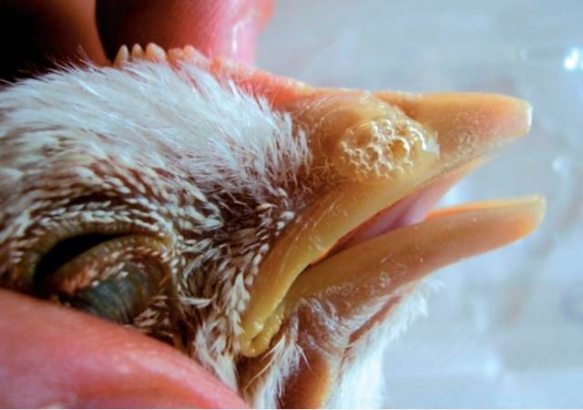 Diseases of domestic chickens: symptoms and treatment 