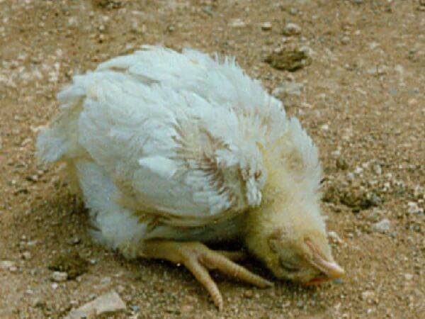 Diseases of domestic chickens: symptoms and treatment 