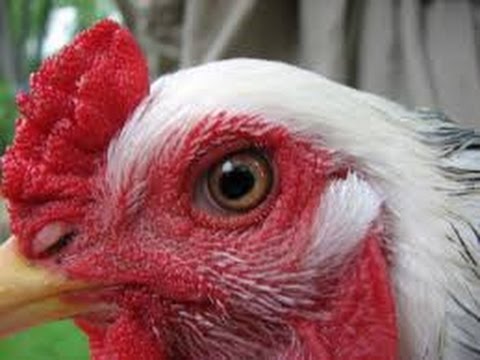 Diseases of domestic chickens: symptoms and treatment 