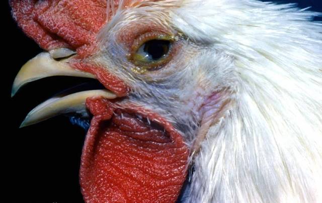 Diseases of domestic chickens: symptoms and treatment 