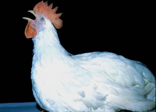 Diseases of domestic chickens: symptoms and treatment 