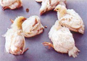 Diseases of domestic chickens: symptoms and treatment 