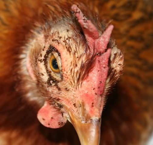 Diseases of domestic chickens: symptoms and treatment 