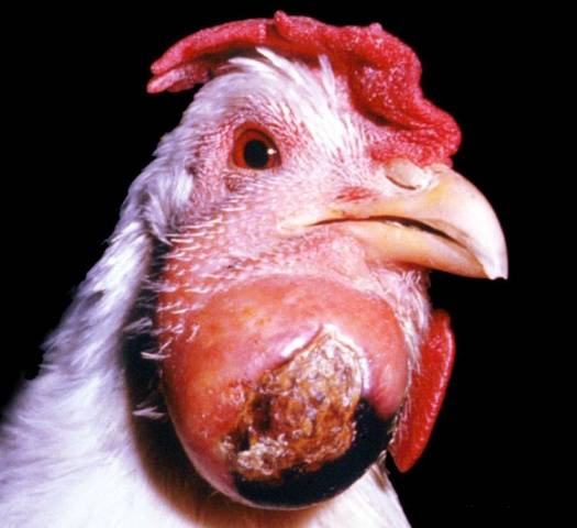 Diseases of domestic chickens: symptoms and treatment 