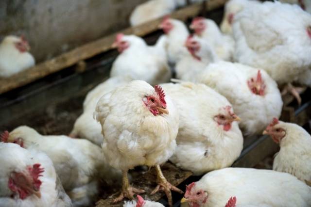 Diseases of domestic chickens: symptoms and treatment 