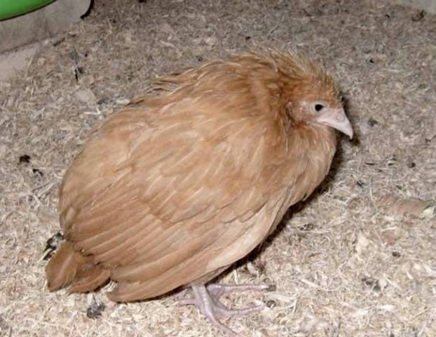 Diseases of domestic chickens: symptoms and treatment 