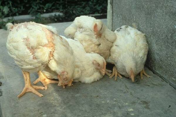 Diseases of domestic chickens: symptoms and treatment 