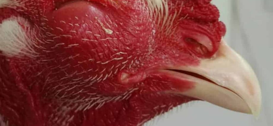 Diseases of domestic chickens: symptoms and treatment 