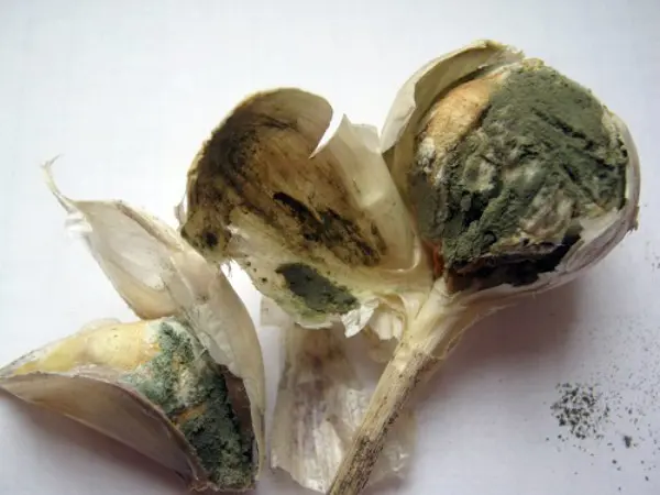 Diseases of garlic and methods of control and prevention