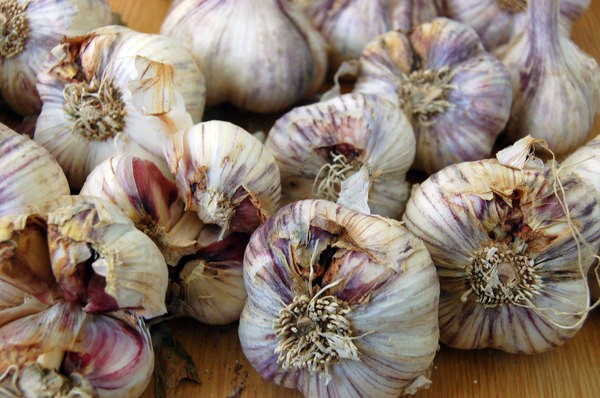 Diseases of garlic and methods of control and prevention