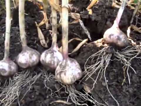 Diseases of garlic and methods of control and prevention