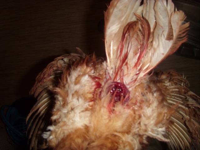 Diseases of geese and their symptoms + photo 