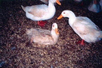 Diseases of geese and their symptoms + photo 