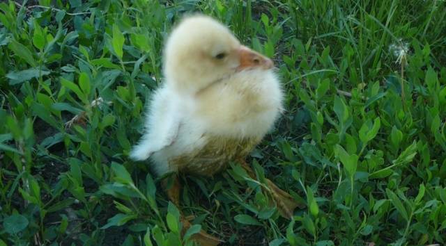 Diseases of goslings: symptoms and treatment + photo 