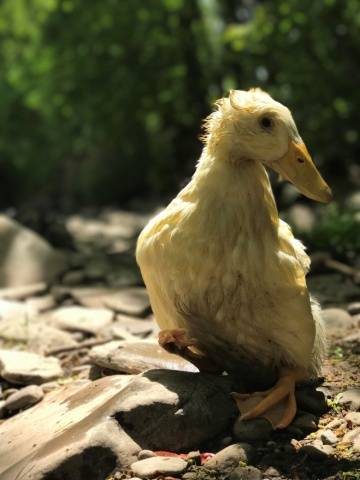 Diseases of goslings: symptoms and treatment + photo 