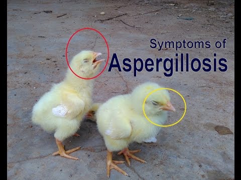 Diseases of goslings: symptoms and treatment + photo 