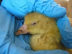 Diseases of goslings: symptoms and treatment + photo 