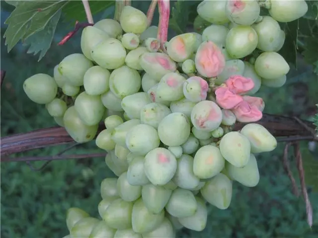 Diseases of grapes: what are and how to fight - plodovie.ru